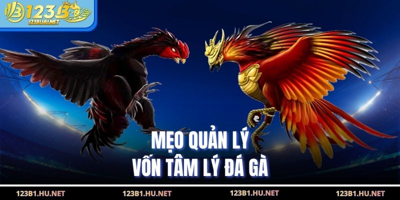 Mẹo quản lý vốn tâm lý đá gà